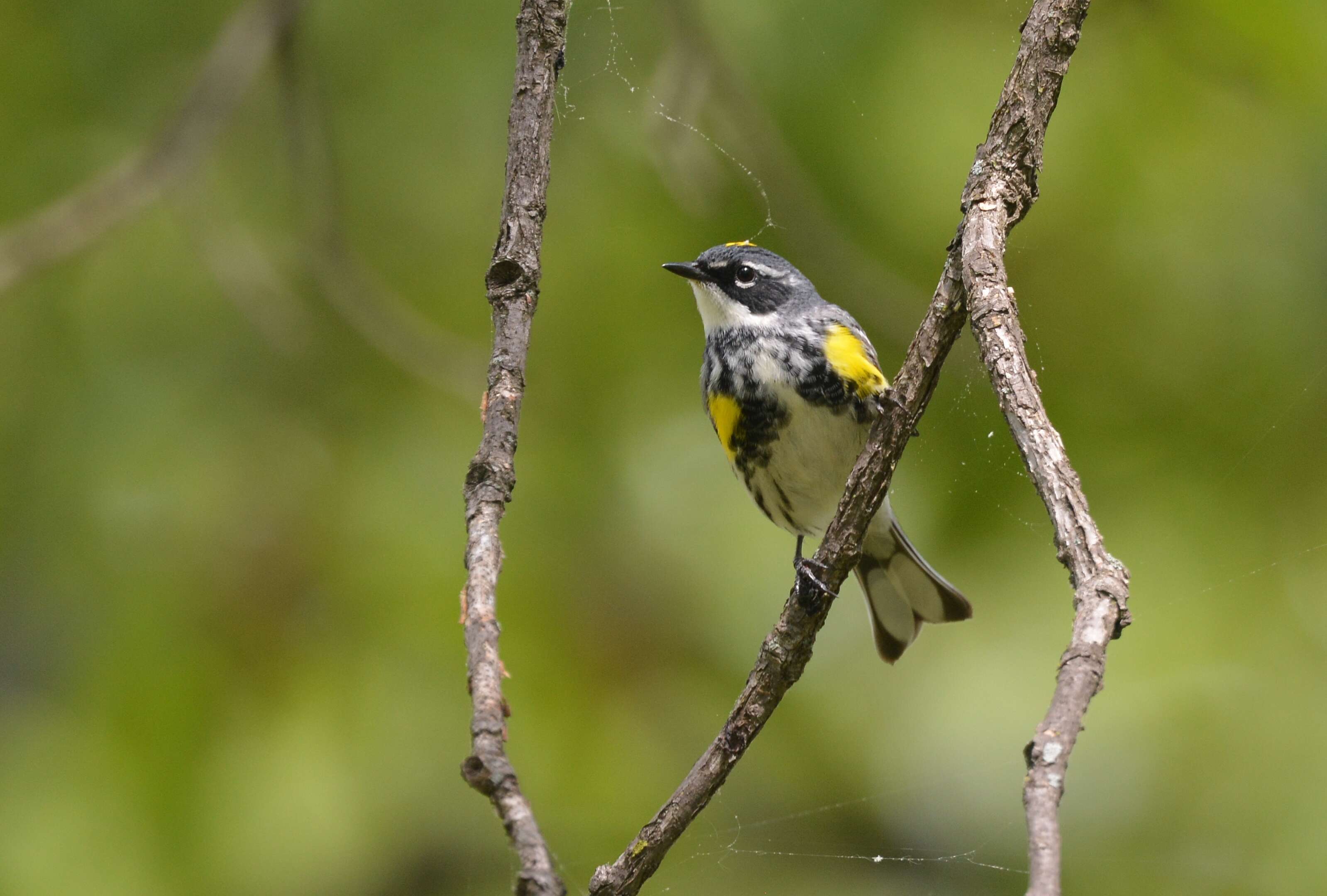 Image of Myrtle Warbler