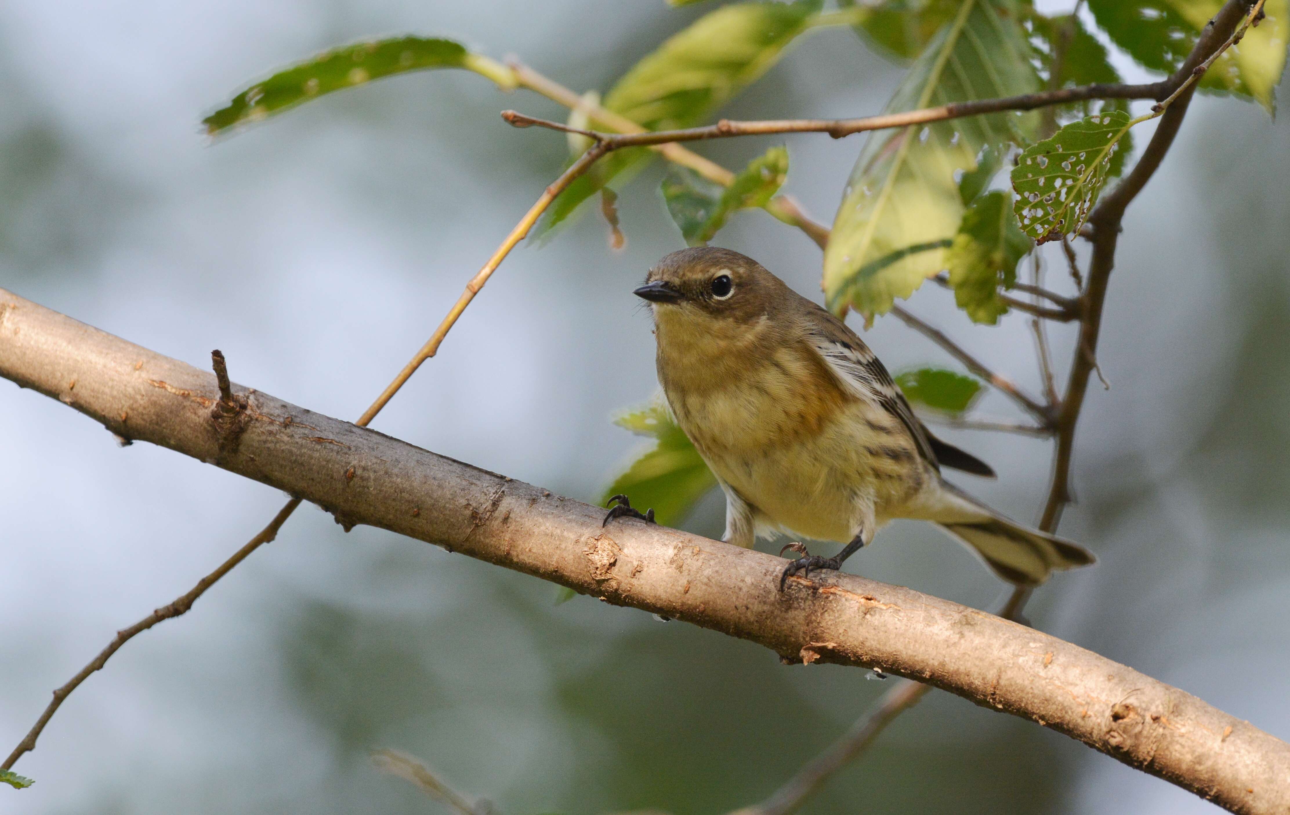 Image of Myrtle Warbler