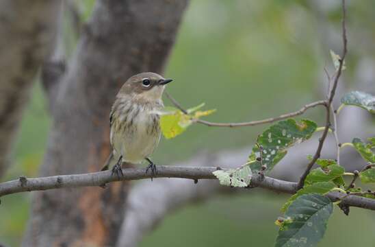 Image of Myrtle Warbler