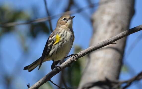 Image of Myrtle Warbler