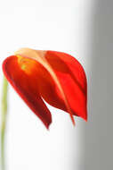 Image de Masdevallia ignea Rchb. fil.