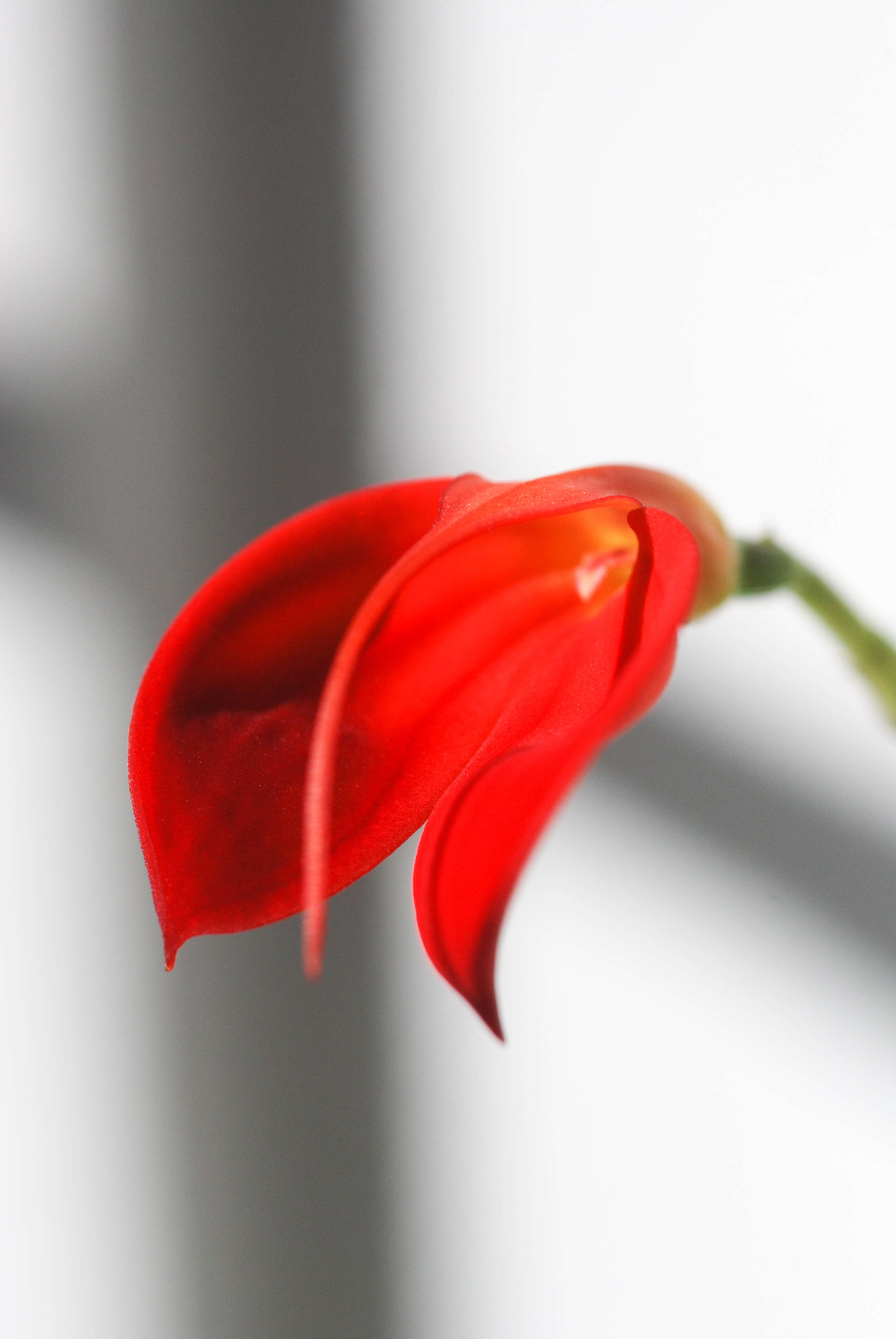 Image de Masdevallia ignea Rchb. fil.