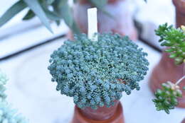 Image of Sedum brevifolium DC.