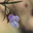 Imagem de Eremophila granitica S. Moore