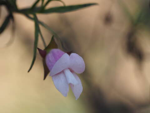 صورة Eremophila granitica S. Moore