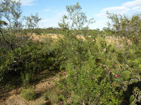 Imagem de Eremophila granitica S. Moore