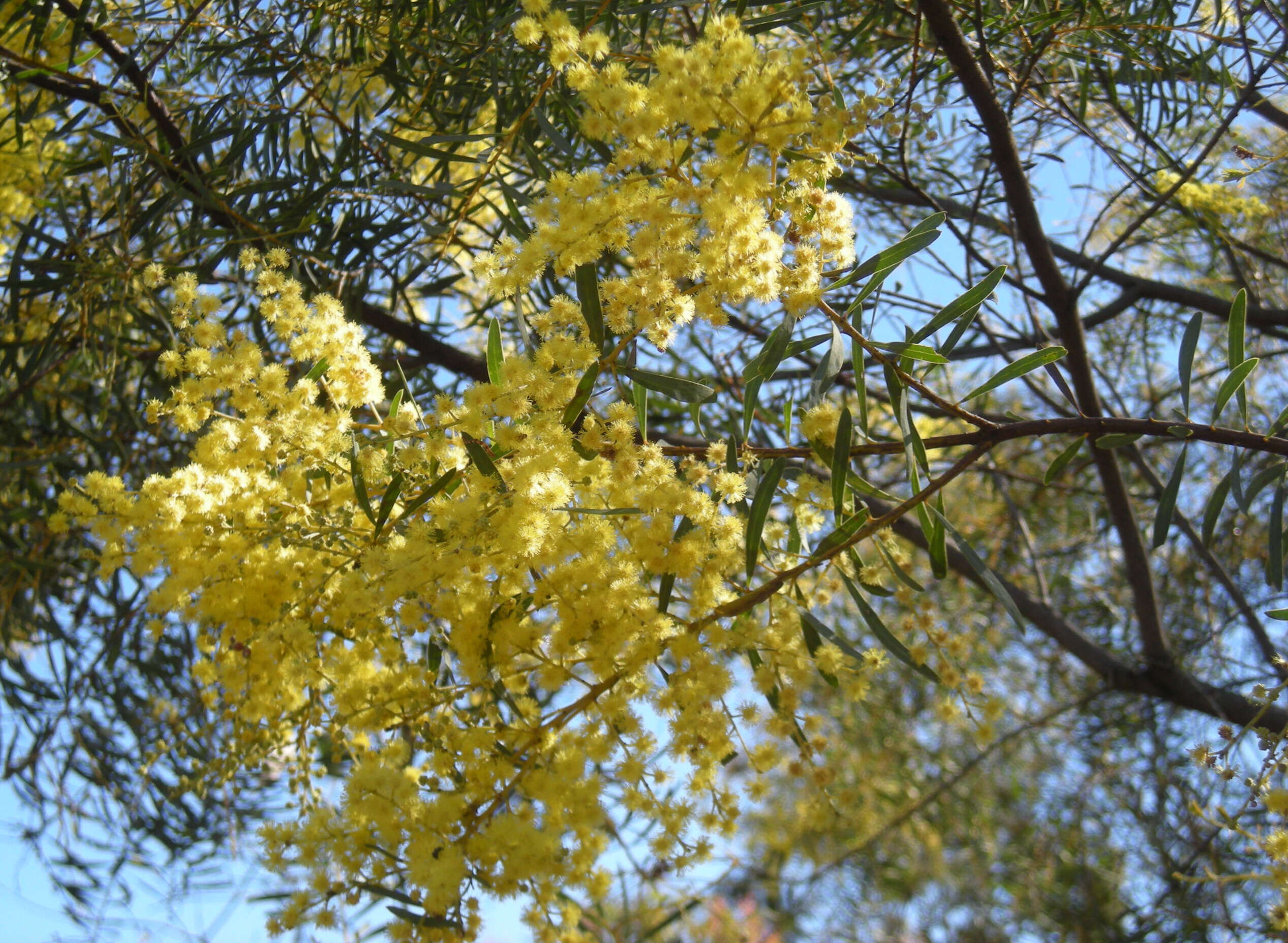 Image of graceful wattle