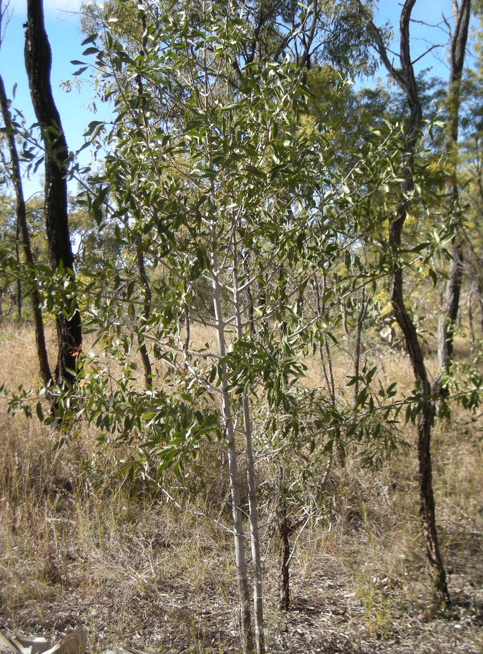 Image of Psydrax oleifolia (Hook.) S. T. Reynolds & R. J. F. Hend.