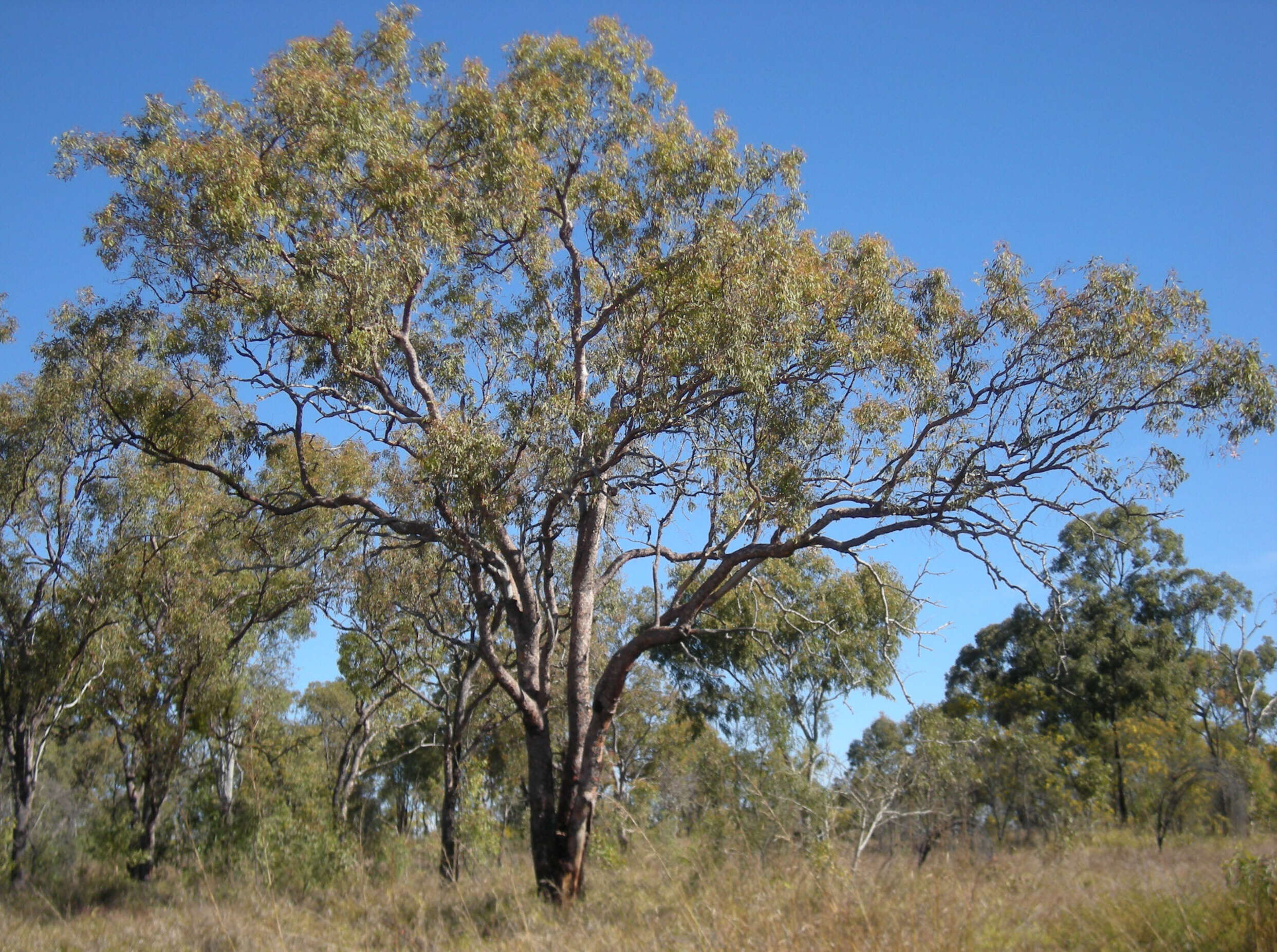 Image of Corymbia erythrophloia (Blakely) K. D. Hill & L. A. S. Johnson