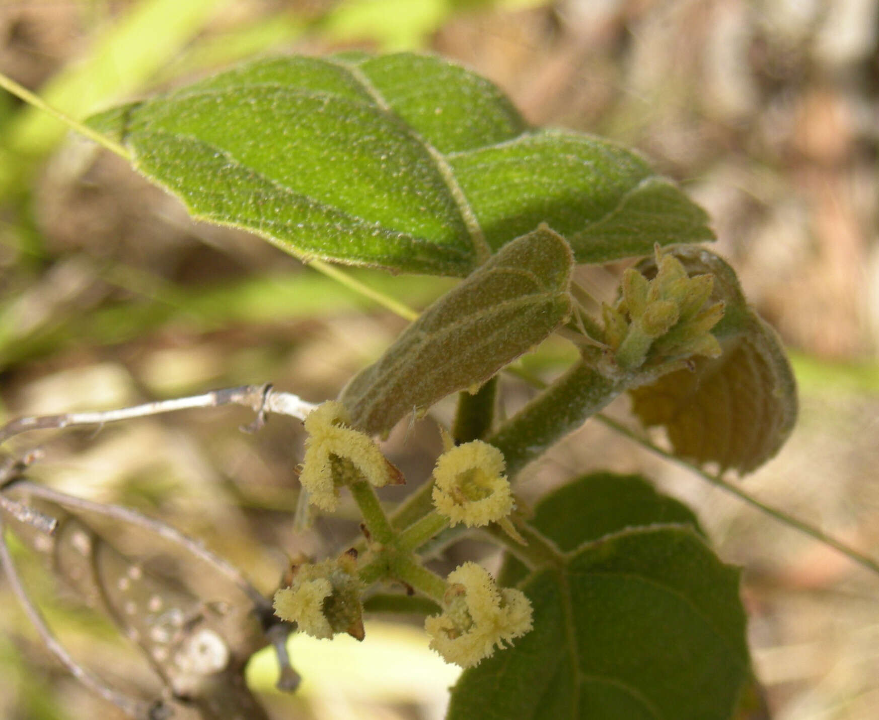 صورة Mallotus ficifolius (Baill.) Pax & K. Hoffm.