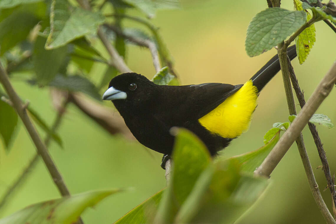 Image of Lemon-rumped Tanager