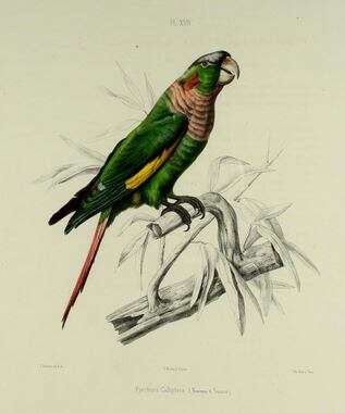 Image of Brown-breasted Parakeet