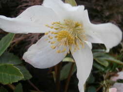 Image of black hellebore