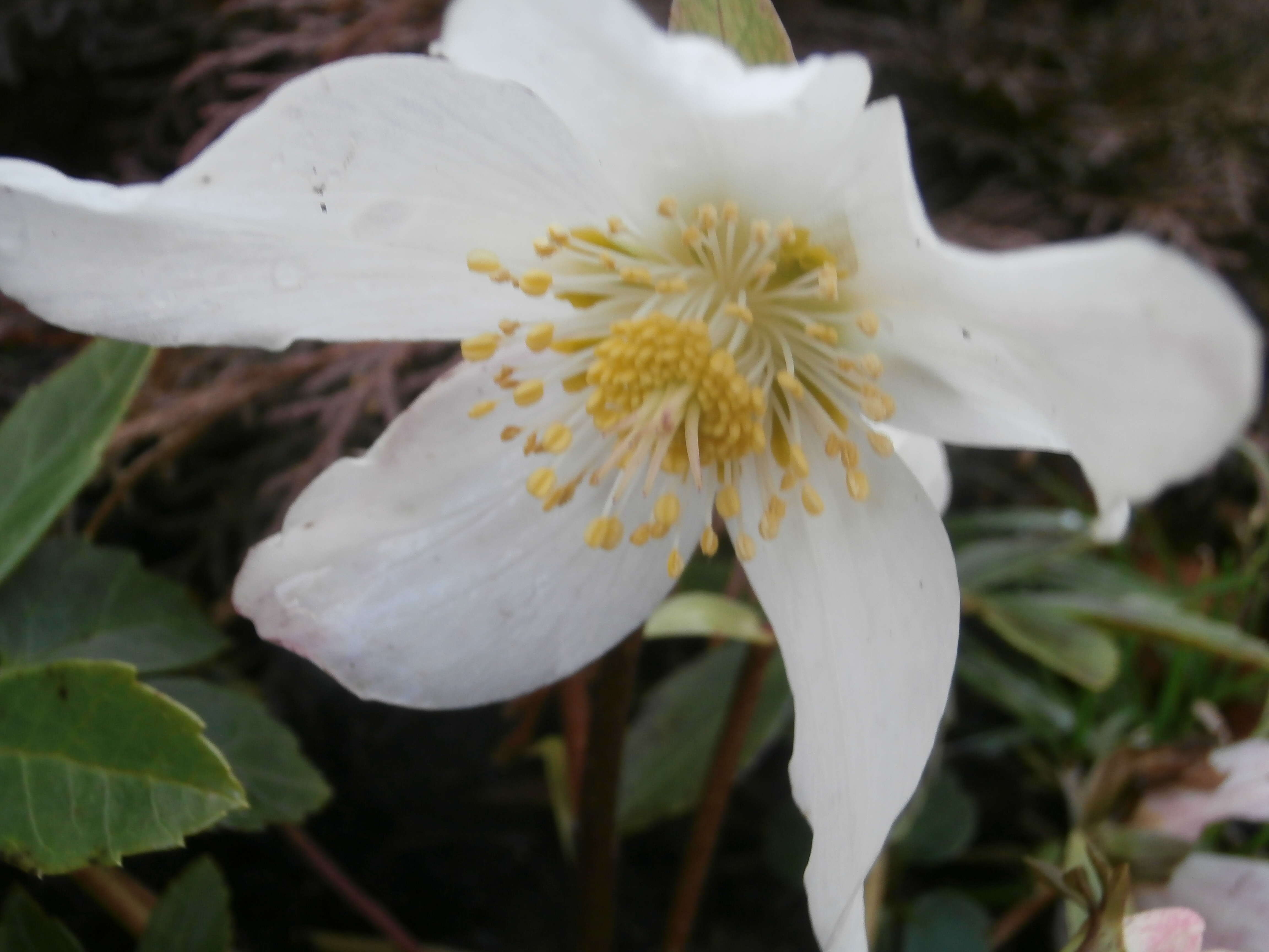 Image of black hellebore