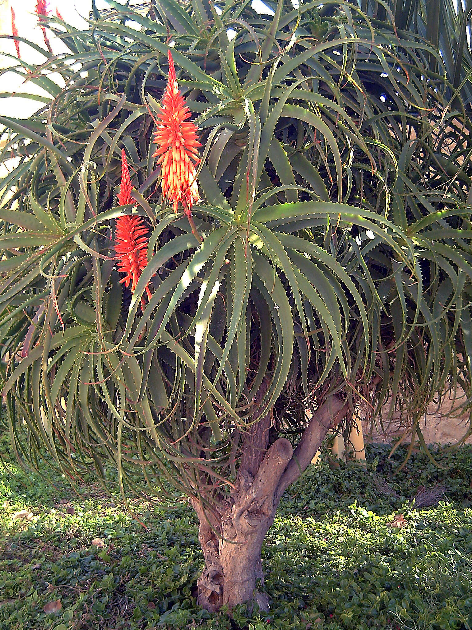 Aloe kedongensis Reynolds resmi