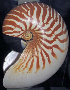 Image of White-patch nautilus