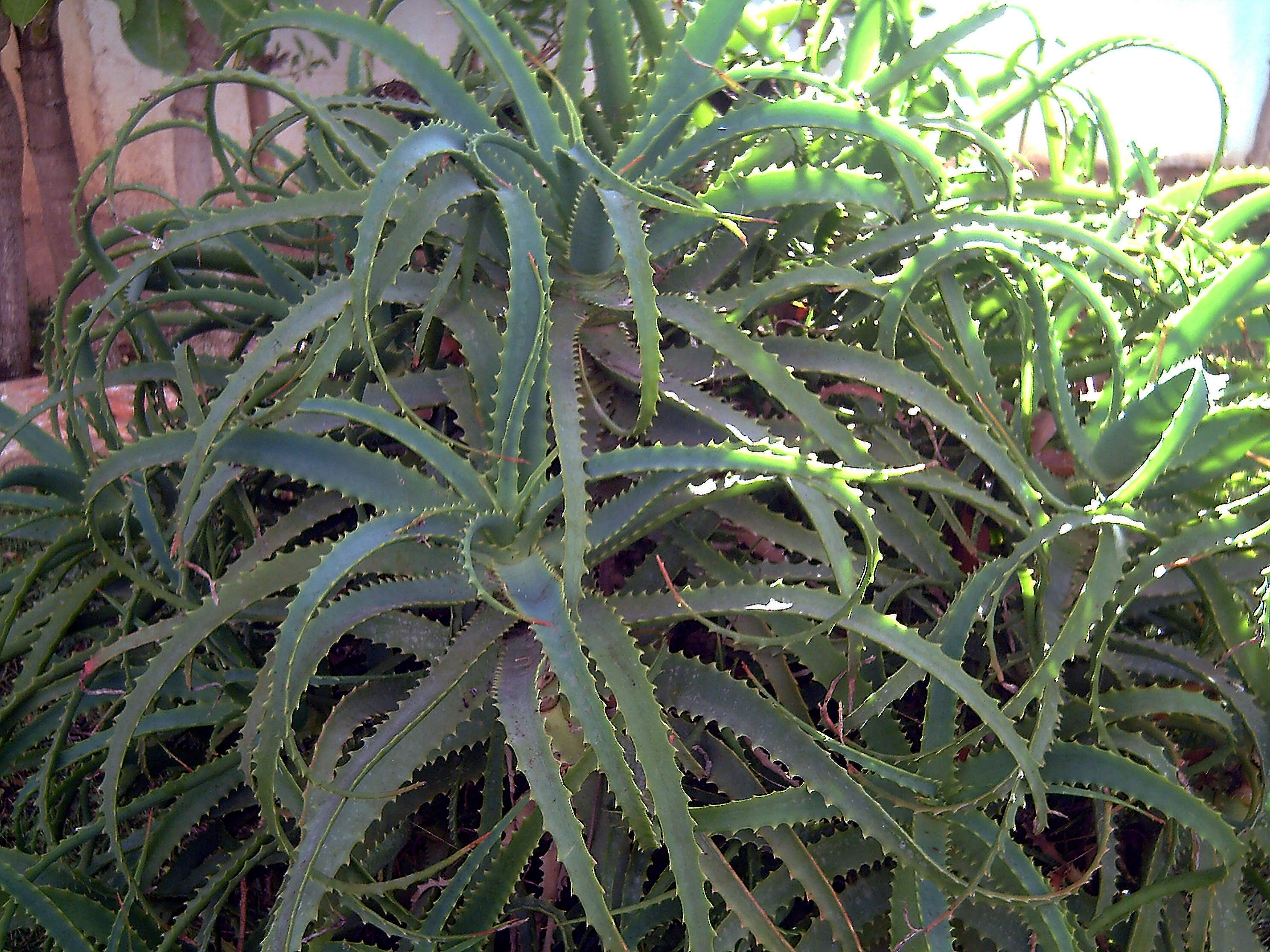 Aloe kedongensis Reynolds resmi