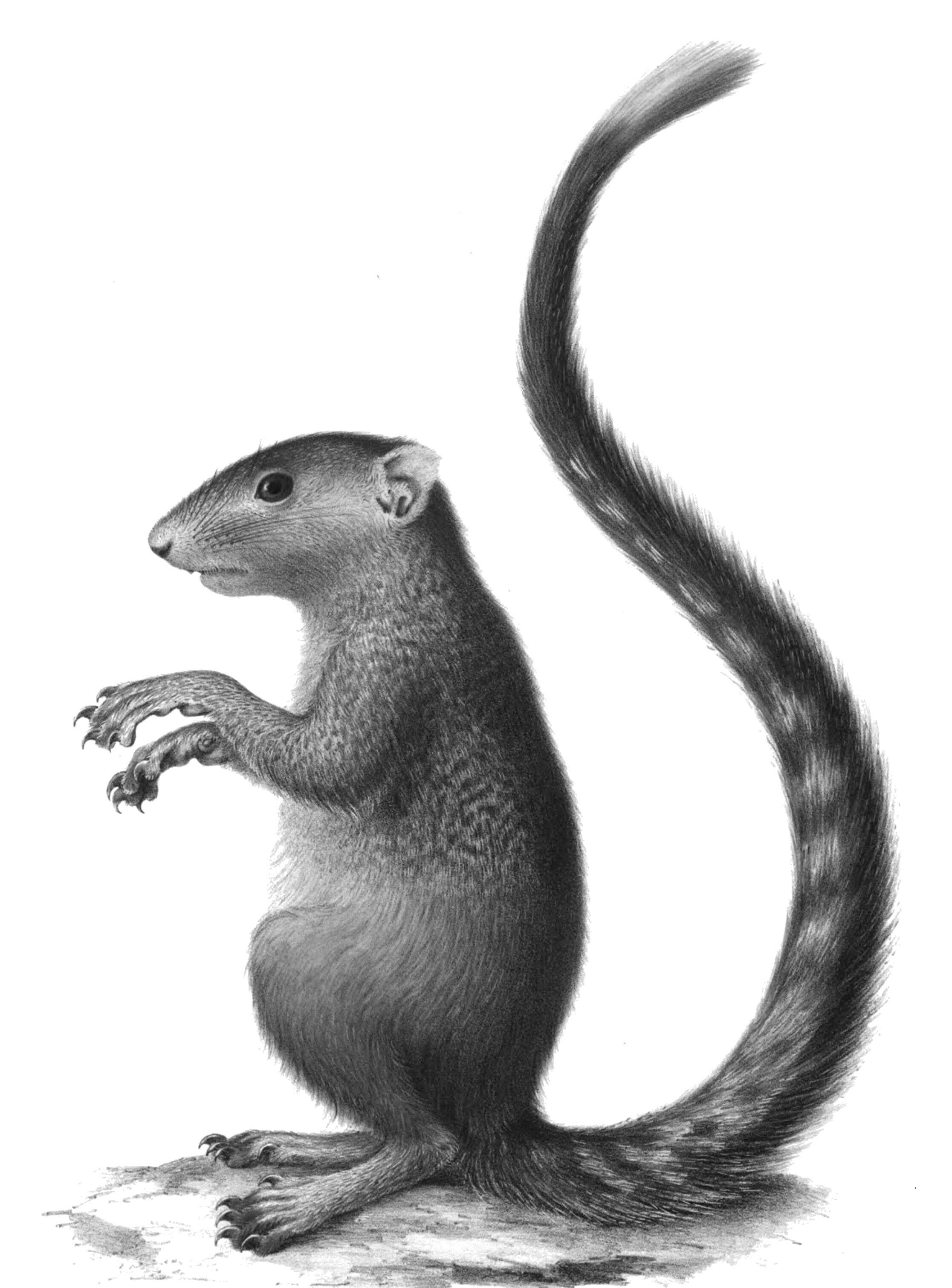 Слика од Heliosciurus mutabilis (Peters 1852)
