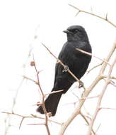 Image of Southern Black Flycatcher