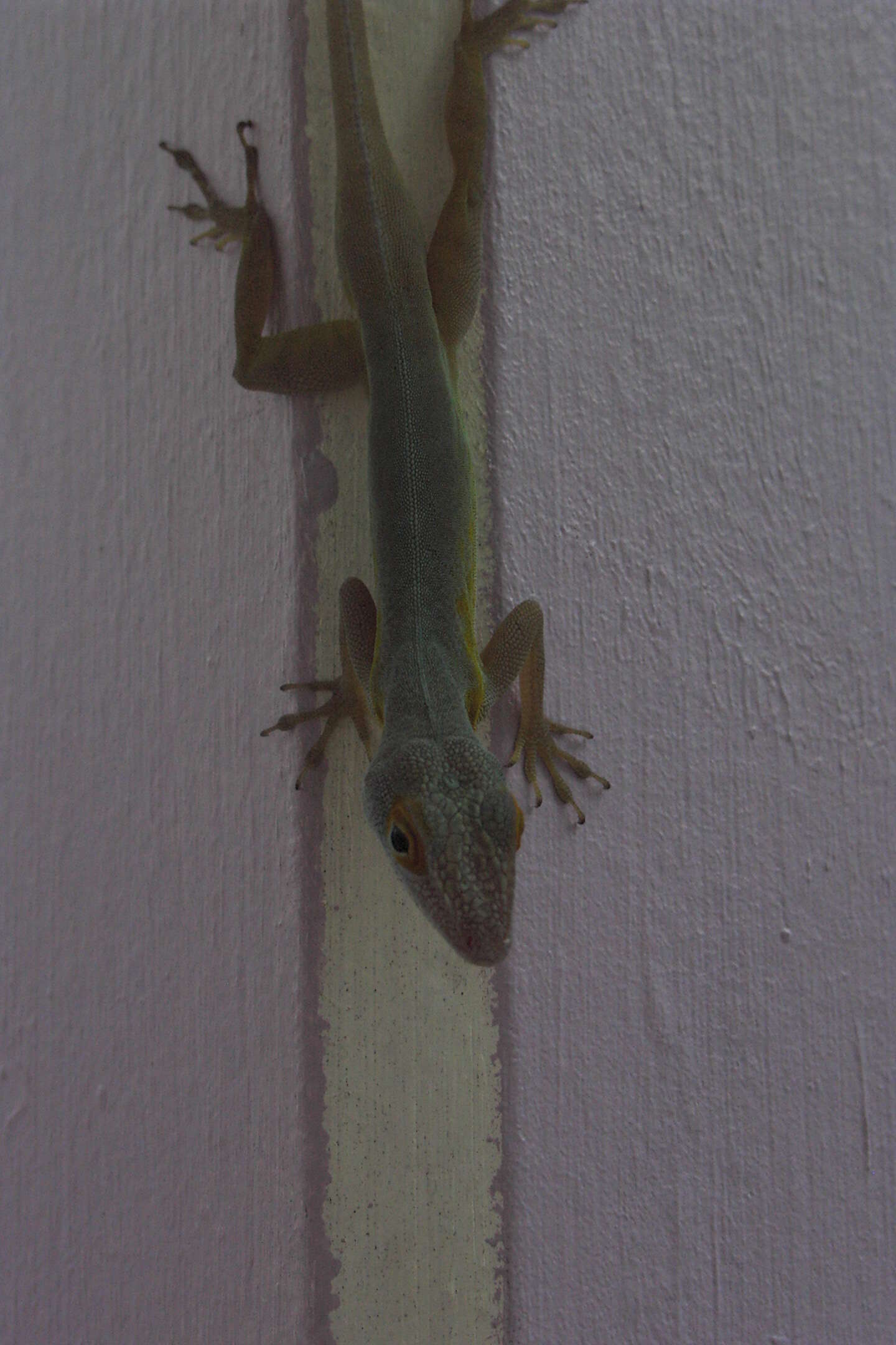 Image of Les Saines Anole