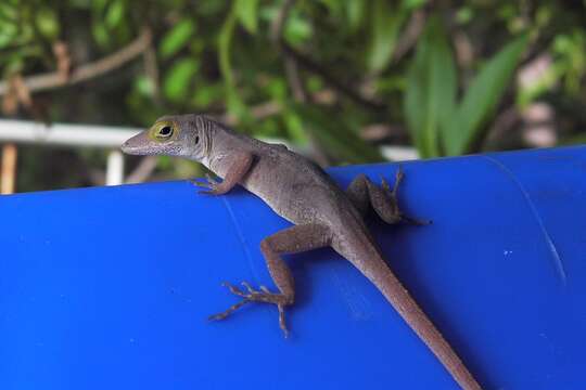 Image of Les Saines Anole