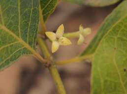 Plancia ëd Coelospermum reticulatum (F. Muell.) Benth.