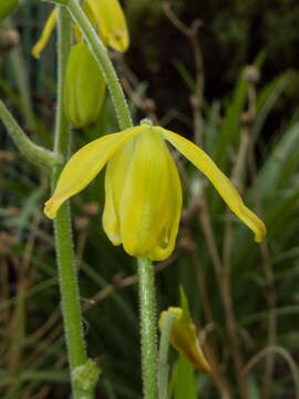 Image of Albuca shawii Baker