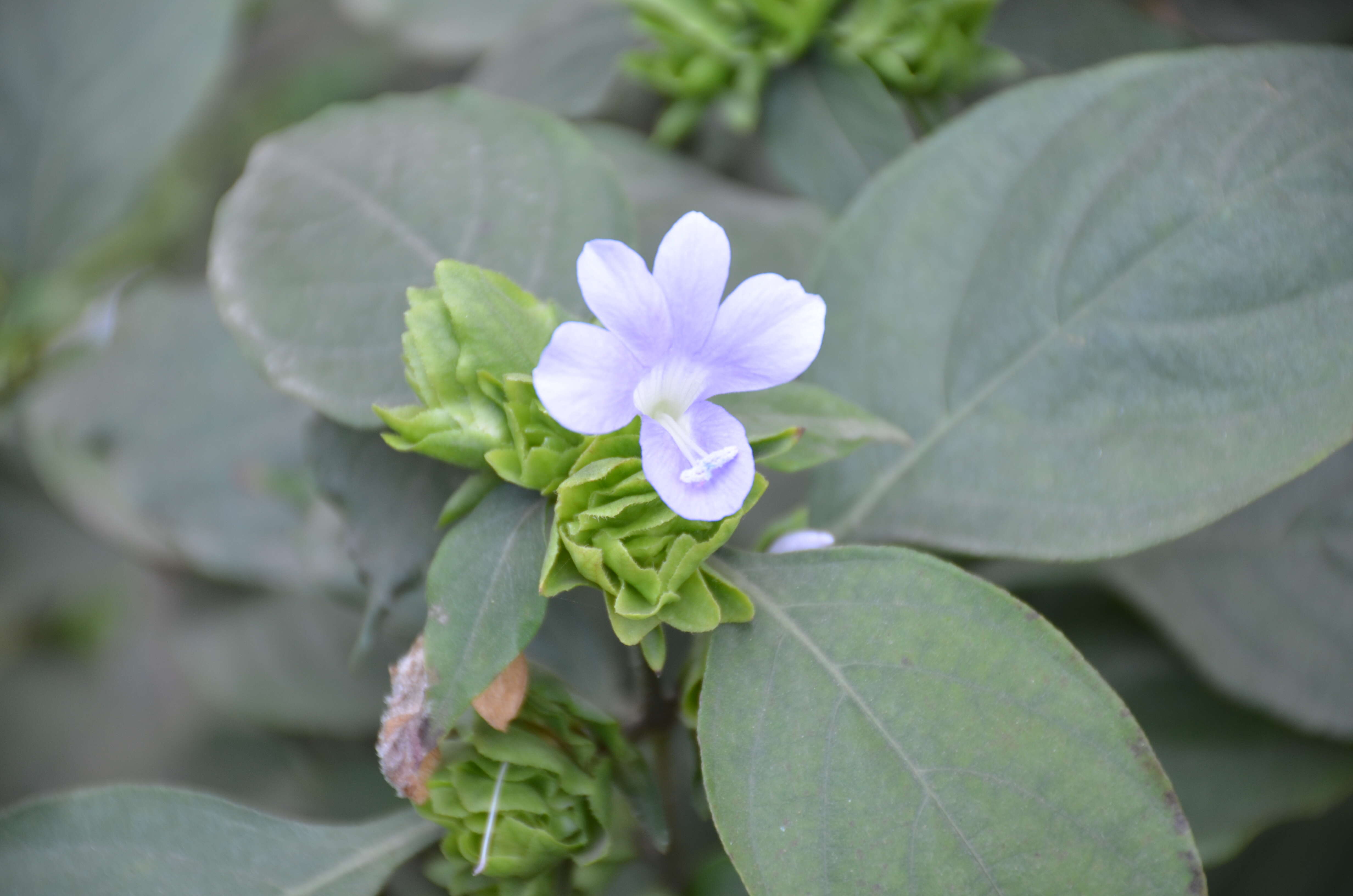 Imagem de Barleria strigosa Willd.