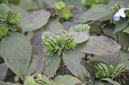 صورة Barleria strigosa Willd.