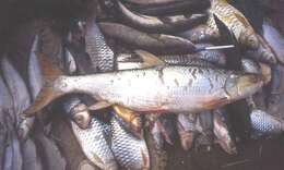 Image of Giant Salmon Carp