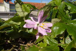 Image of banana passionflower