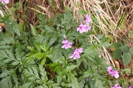 Image of Madiera cranesbill