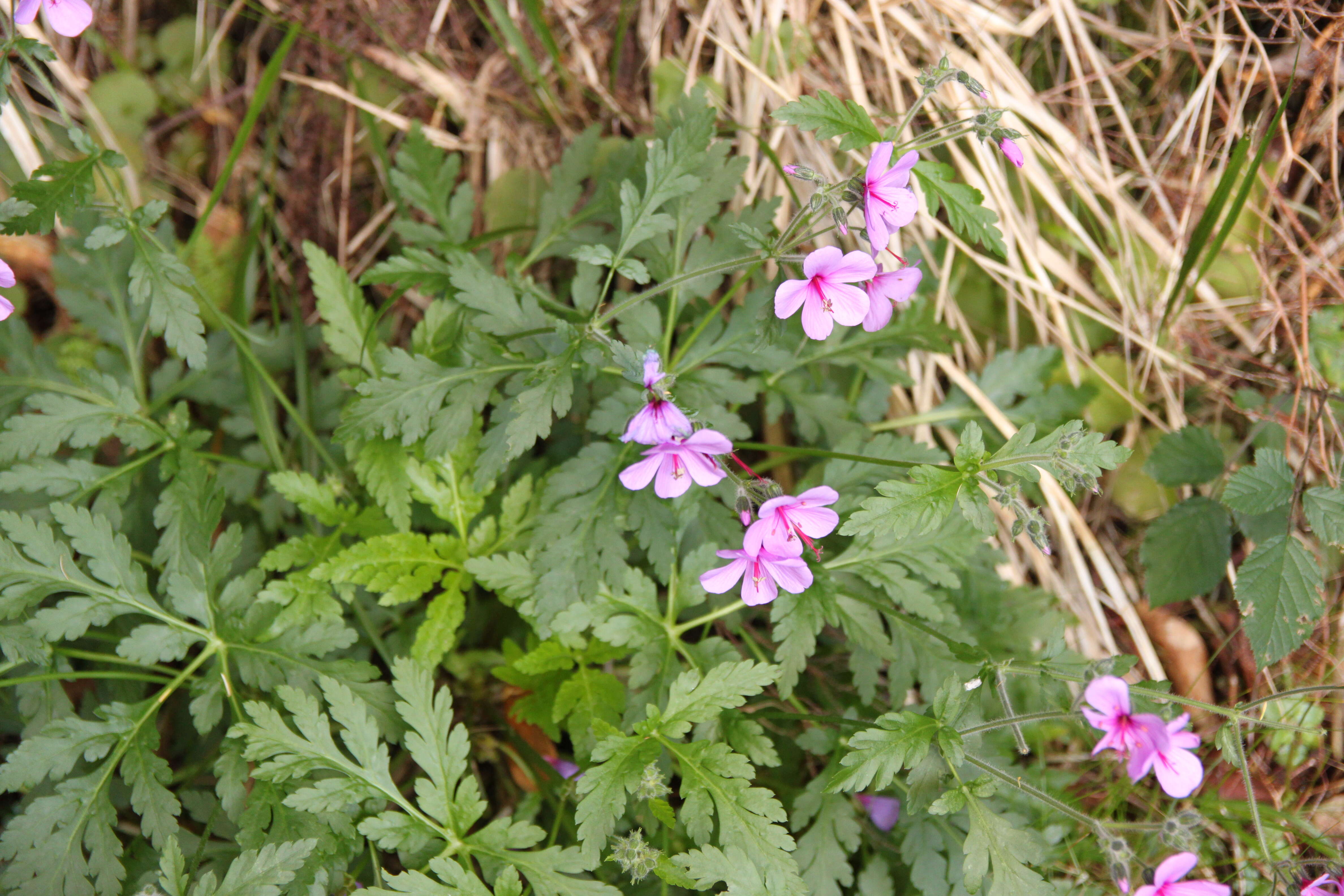 Image of Madiera cranesbill