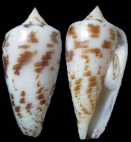 Image de Conus andamanensis E. A. Smith 1879