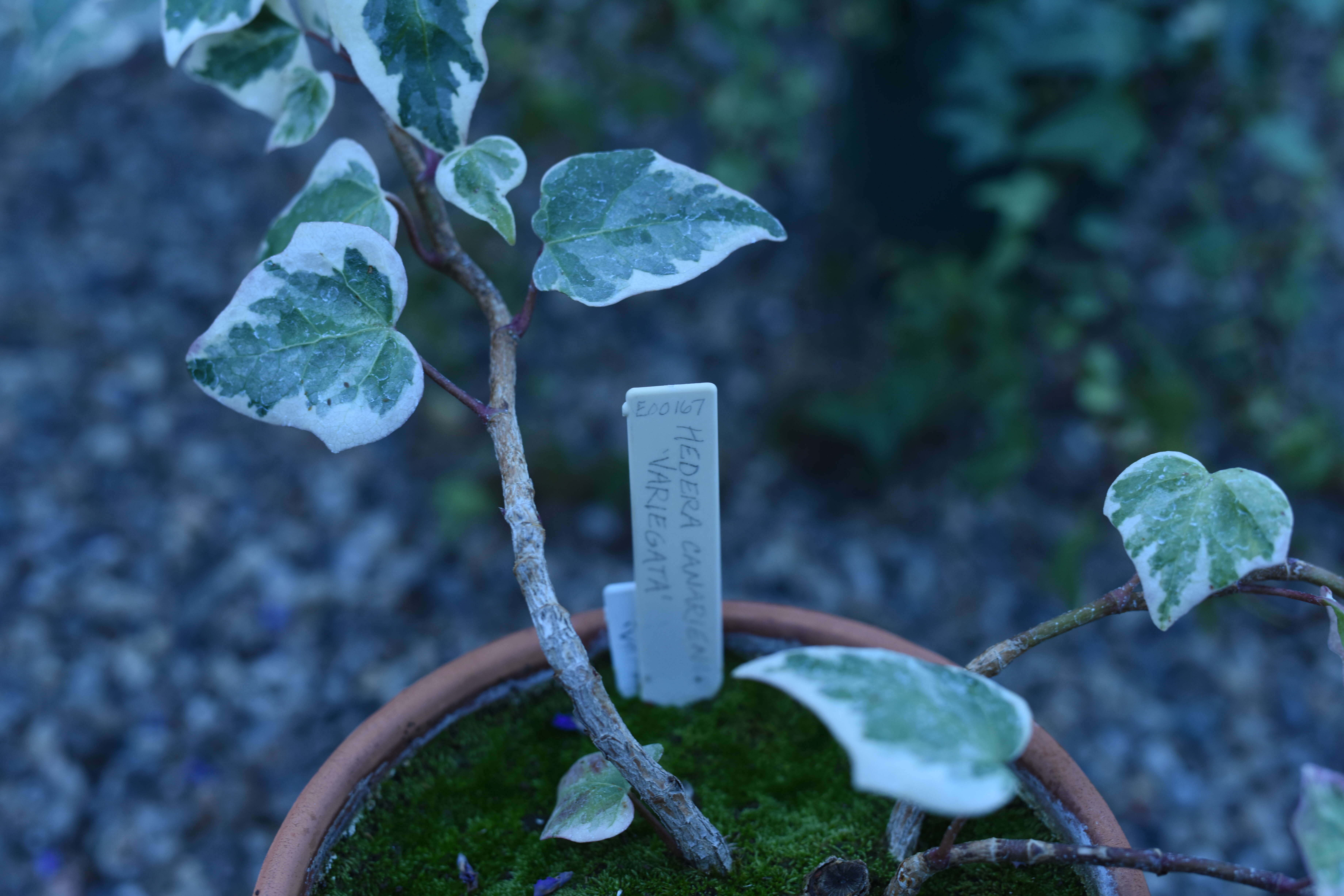 Image of Algerian ivy