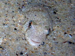 Image of Common Toadfish