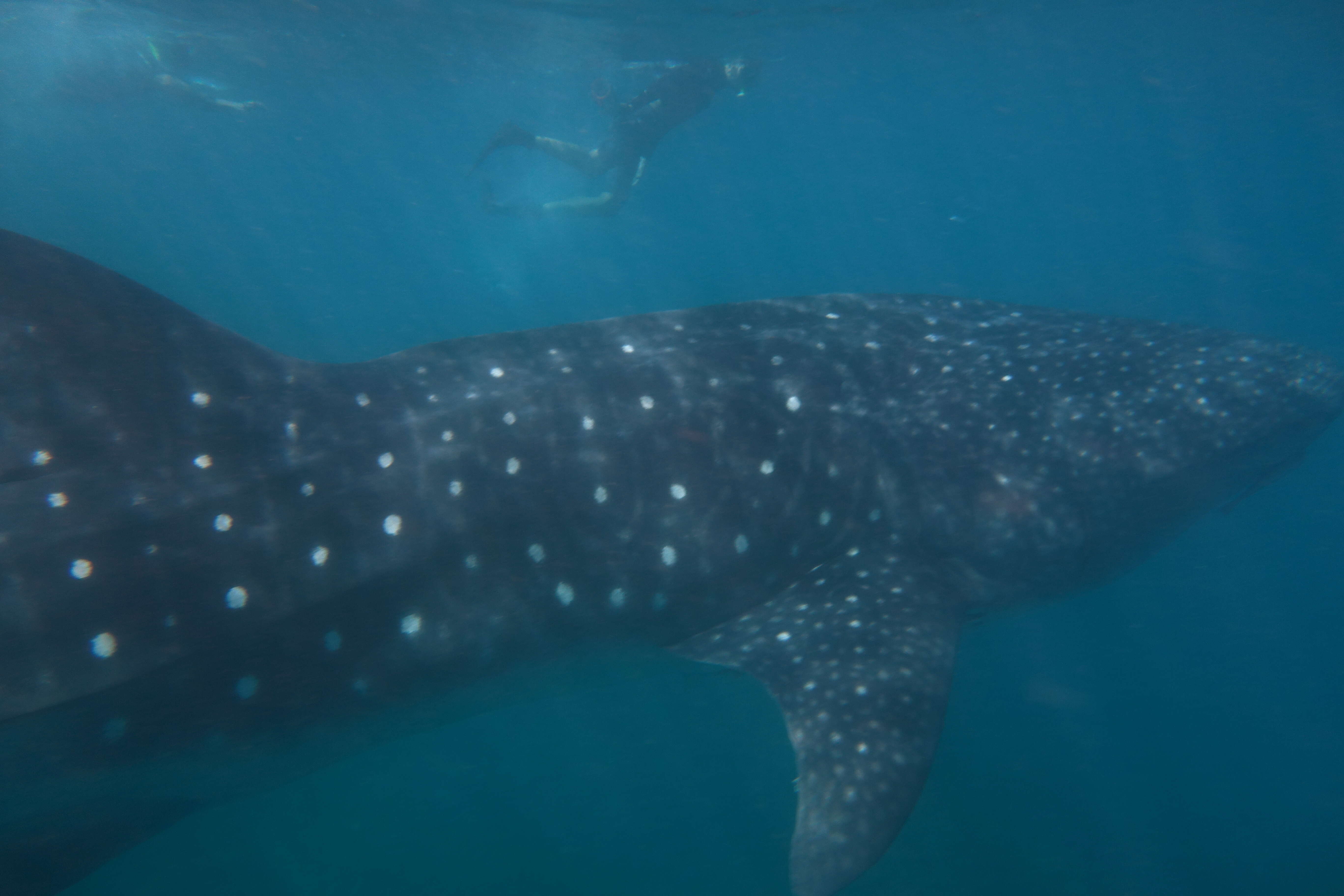 Image of whale sharks