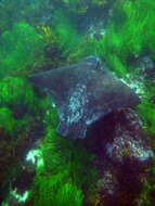 Image of Australian bull ray