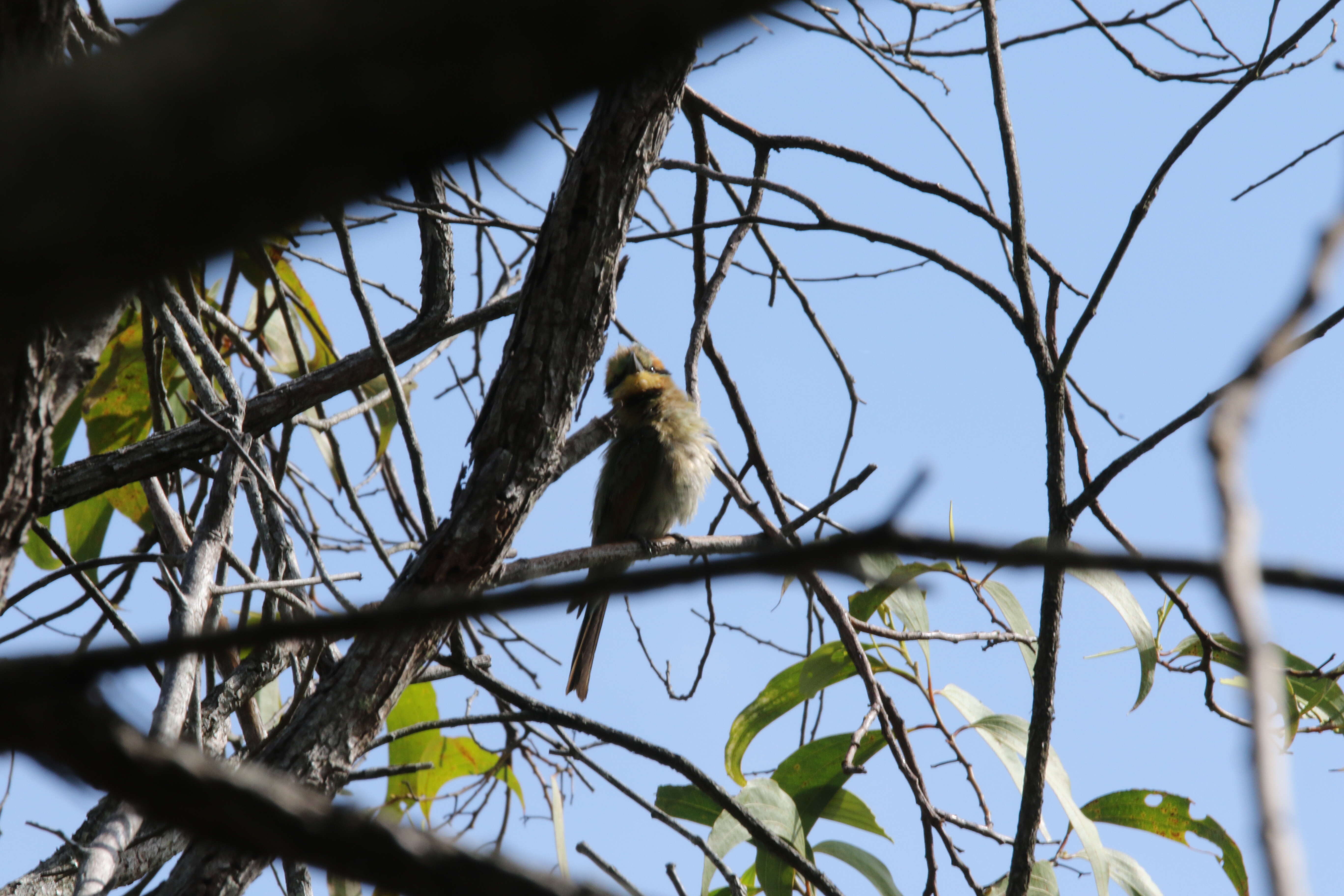 Image of Rainbow Bee-eater