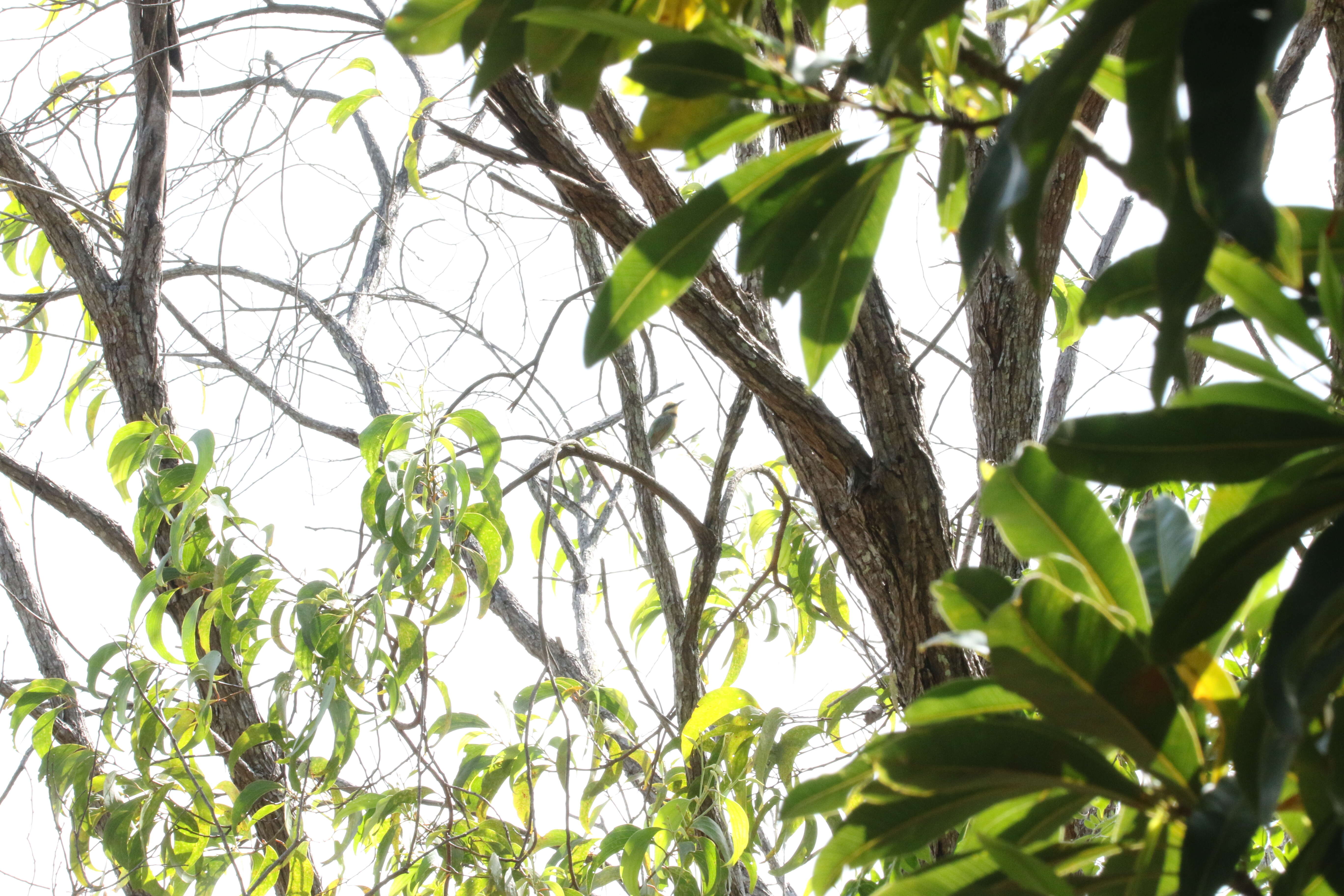 Image of Rainbow Bee-eater