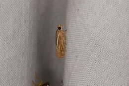 صورة Conocrambus