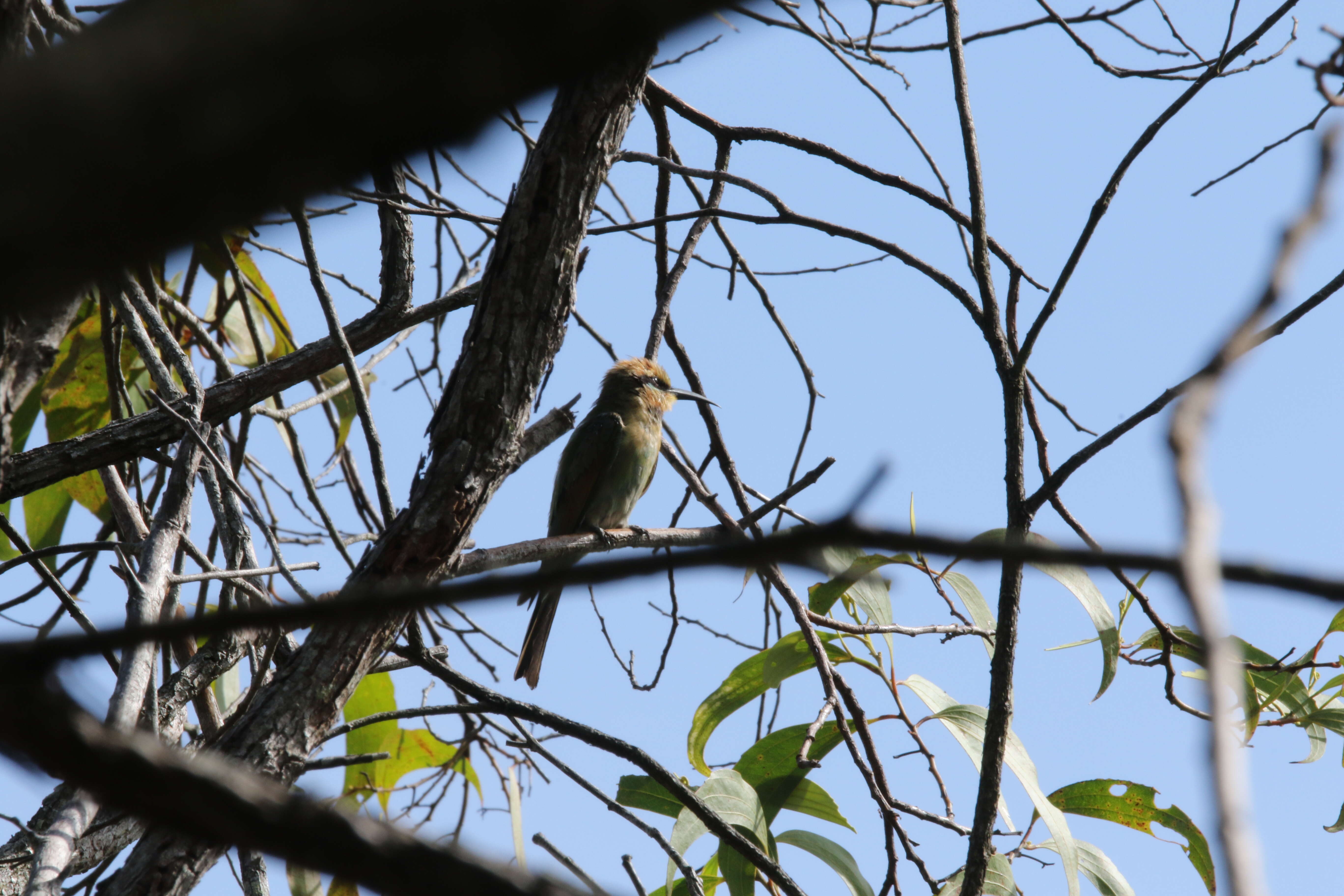 Image of Rainbow Bee-eater