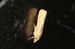 صورة Conocrambus