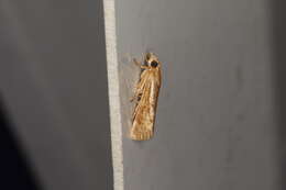 صورة Conocrambus