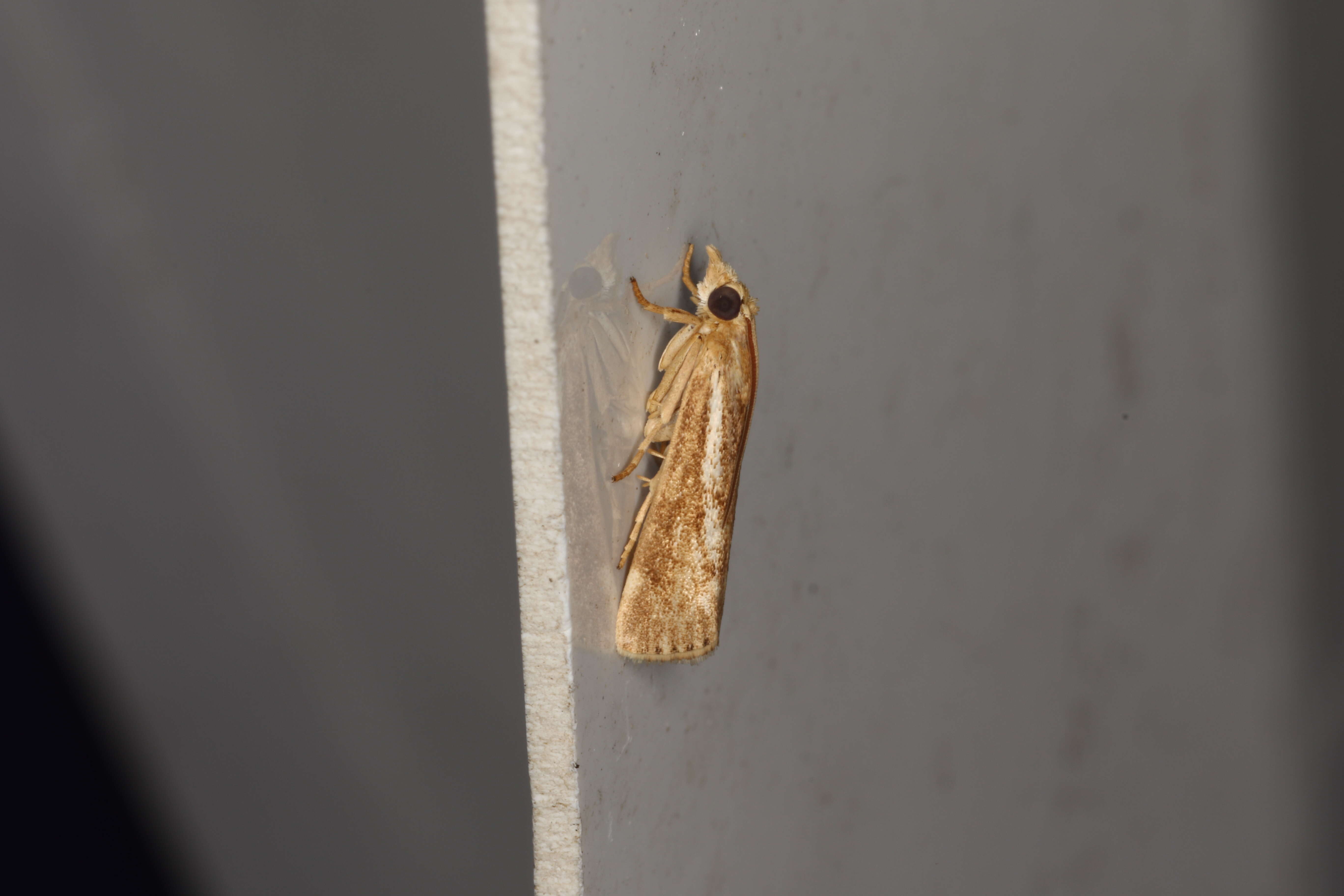 صورة Conocrambus