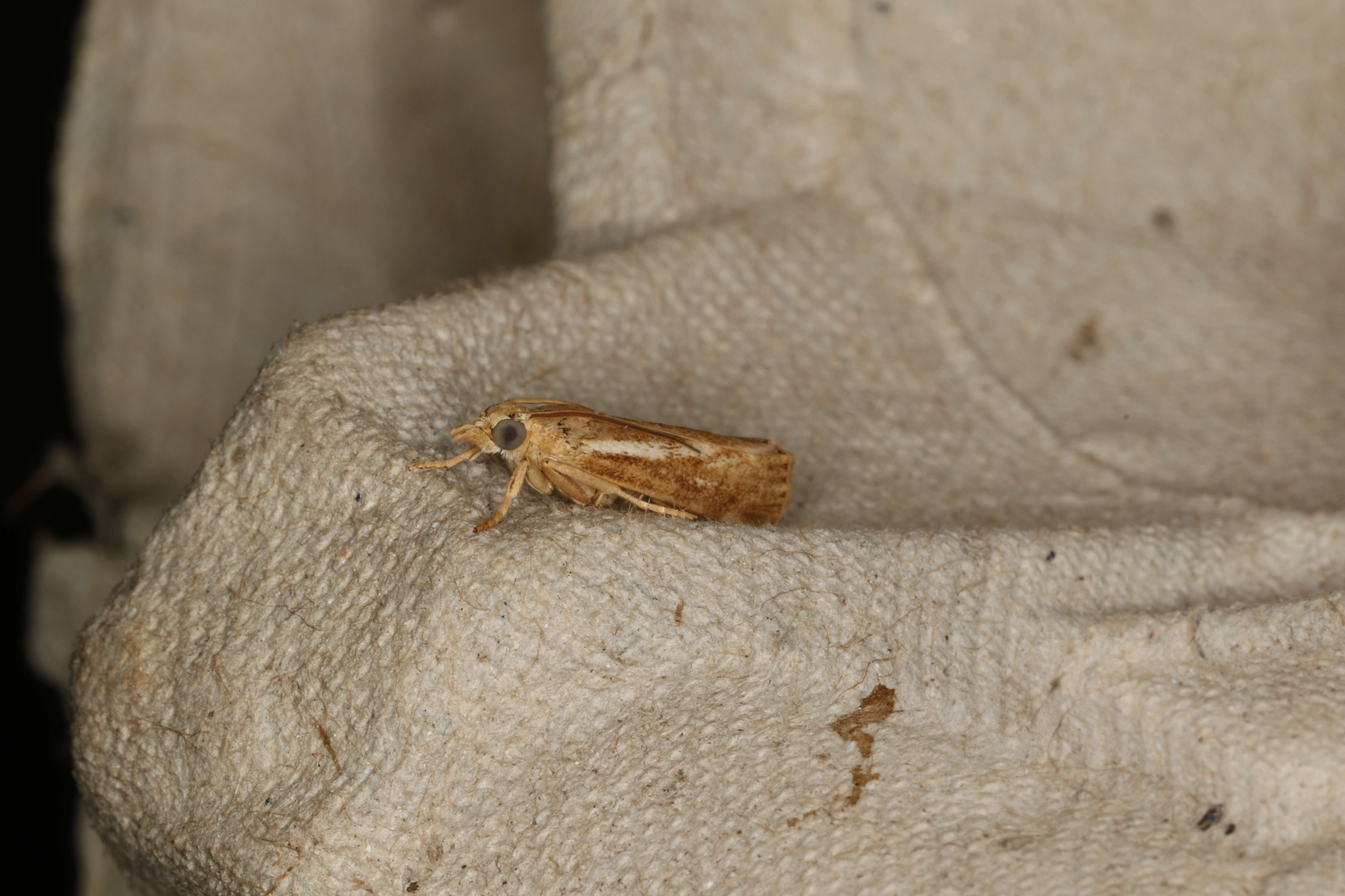 صورة Conocrambus