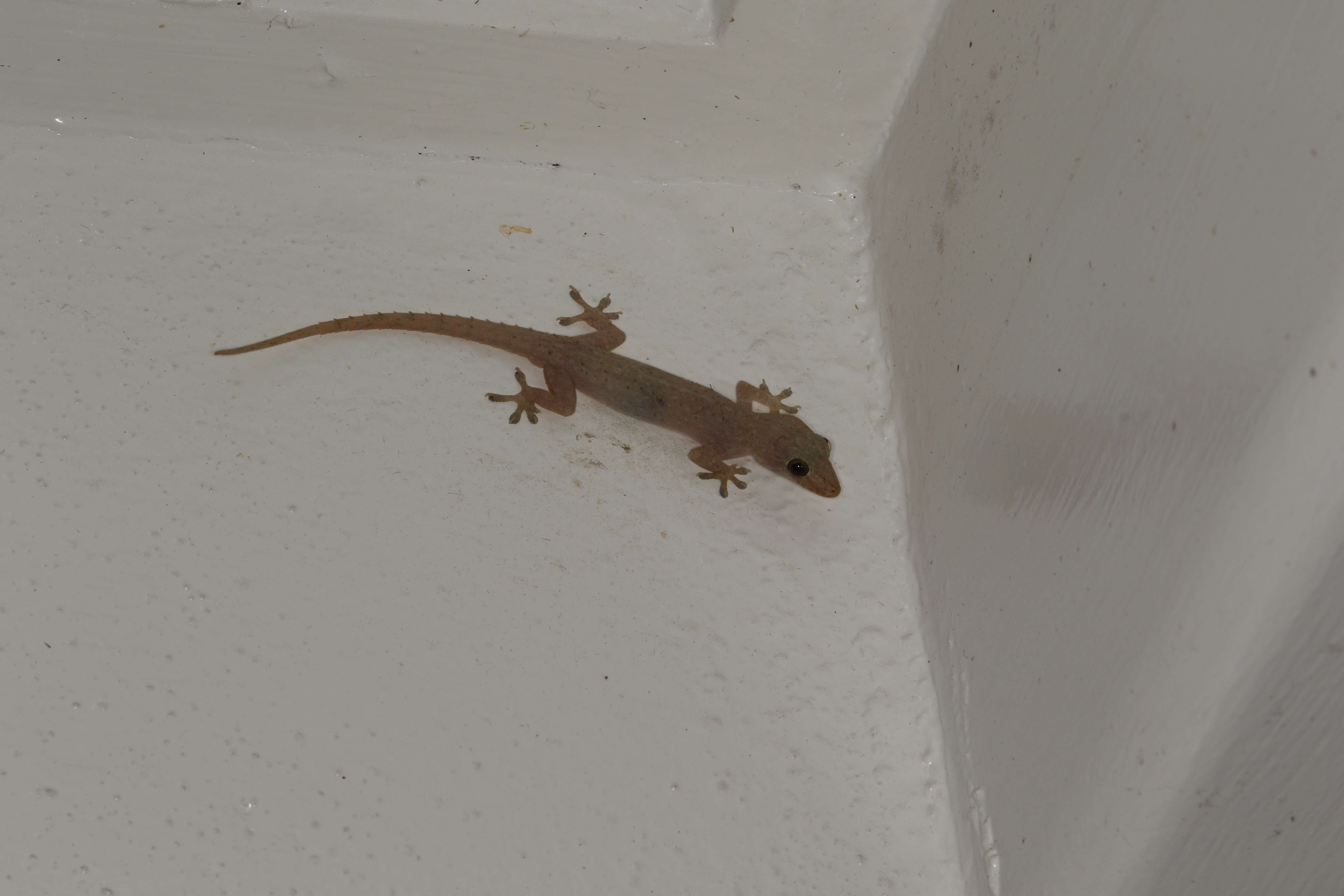 Image of Common House Gecko