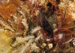 Image of Black nudibranch