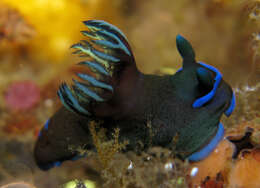 Image of Morose black and blue slug