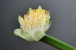 Imagem de Haemanthus albiflos Jacq.